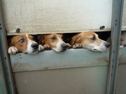 9 May Dog Show 2.jpg